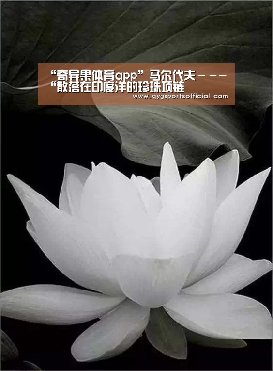 奇异果体育